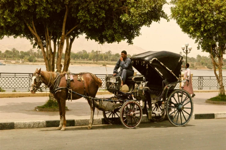 Luxor City Tour by Horse Carriage